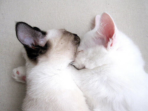 开云官网登录-美国队在国际乒联混合团体世界杯中的技术战术分析与展望,美国乒乓球比赛