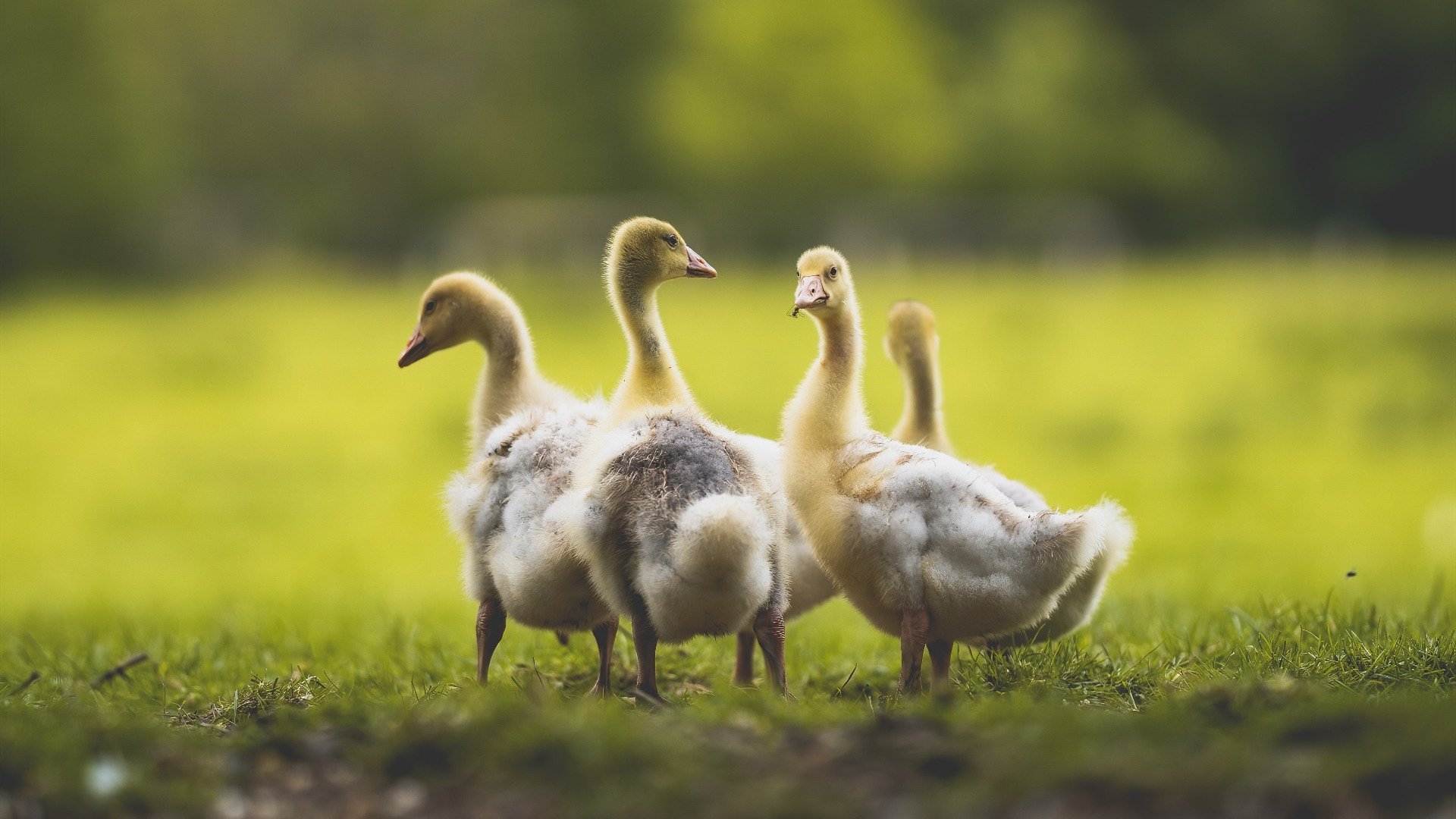 开云网页-CBA球队着重提升替补阵容深度保障球队竞争稳定性,cba球队增加